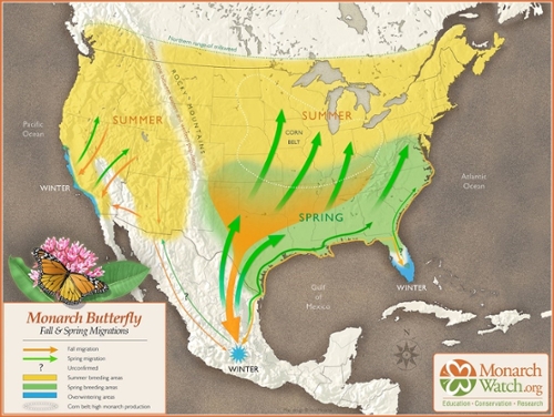 Monarch Butterfly Map